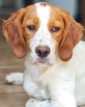 GEORGE, Hund, Bretonen Setter Mischling in Italien