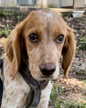 GIZMO, Hund, Bretonen Setter Mischling in Italien