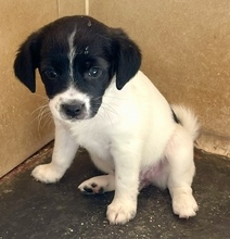 HARU, Hund, Mischlingshund in Griechenland