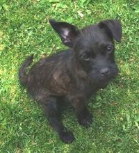 LILI, Hund, Mischlingshund in Slowakische Republik