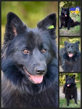 SHIMMY, Hund, Deutscher Spitz Mix in Ukraine