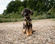BALISSO, Hund, Mischlingshund in Hagen