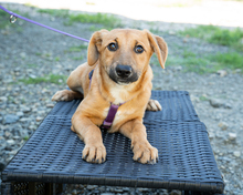 ASINA, Hund, Mischlingshund in Hagen