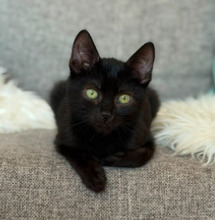 LUDWIG, Katze, Hauskatze in Renningen