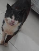 GALENA, Katze, Europäisch Kurzhaar in Bulgarien