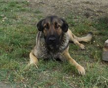 MACI, Hund, Schäferhund Mischling in Ungarn