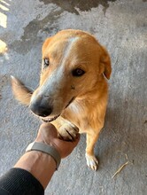 MAX, Hund, Mischlingshund in Rumänien