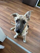 JAMIE, Hund, Mischlingshund in Overath