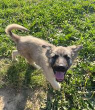 ELA, Hund, Mischlingshund in Rumänien
