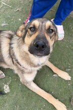 MARCO, Hund, Mischlingshund in Kroatien