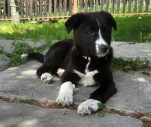 ALEXIA, Hund, Mischlingshund in Rumänien