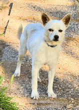 BIRBO, Hund, Mischlingshund in Italien