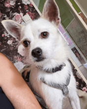BIRBO, Hund, Mischlingshund in Wardenburg