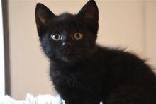 MORGANA, Katze, Europäisch Kurzhaar in Bramsche