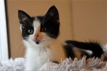 ELLA, Katze, Europäisch Kurzhaar in Bramsche