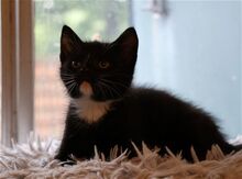 ROBIN, Katze, Europäisch Kurzhaar in Bramsche