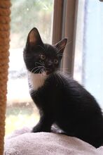 MERLIN, Katze, Europäisch Kurzhaar in Bramsche