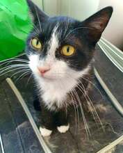 SIMO, Katze, Hauskatze in Bulgarien