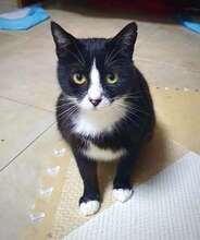 MIMI, Katze, Hauskatze in Bulgarien