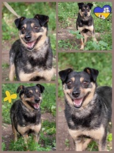 TOSYA, Hund, Mischlingshund in Ukraine