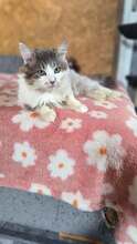 SAJU, Katze, Hauskatze in Bulgarien