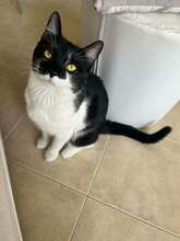 GALIN, Katze, Hauskatze in Bulgarien