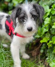 BUNNY, Hund, Bichon-Mischling in Rumänien