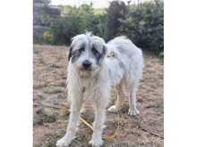 SASSIE, Hund, Mischlingshund in Geiselwind