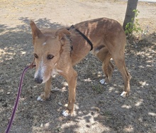 MIKE, Hund, Mischlingshund in Hamburg