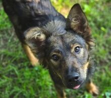 MIMI, Hund, Mischlingshund in Gefrees