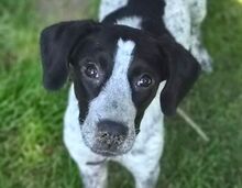 DOLLY, Hund, Mischlingshund in Gefrees