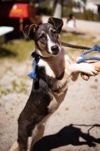 SMIZLA, Hund, Mischlingshund in Kroatien