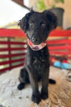 MICKO, Hund, Mischlingshund in Kroatien