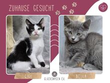BELLA, Katze, Europäisch Kurzhaar in Bulgarien