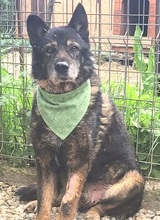 VIRGIL, Hund, Mischlingshund in Rumänien