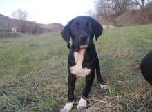 ARAMIS, Hund, Mischlingshund in Griechenland