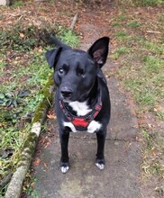BANDY, Hund, Mischlingshund in Walheim