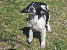 PORTHOS, Hund, Mischlingshund in Griechenland