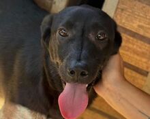 JAMIE, Hund, Mischlingshund in Rumänien
