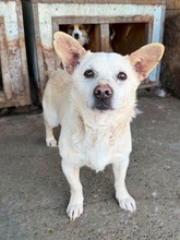 LUDWIG, Hund, Mischlingshund in Rumänien