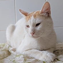 SALVA, Katze, Europäisch Kurzhaar in Spanien
