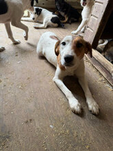 ZELIAH, Hund, Mischlingshund in Rumänien