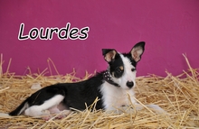 LOURDES, Hund, Mischlingshund in Essingen