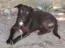 ECCA, Hund, Mischlingshund in Rumänien