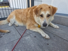 AKILA, Hund, Mischlingshund in Hilpoltstein