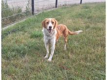 TEASY, Hund, Mischlingshund in Sengenthal