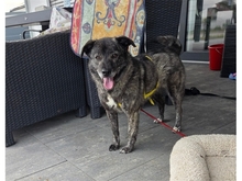ASHLEY, Hund, Mischlingshund in Sengenthal