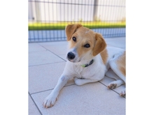 LEYLA, Hund, Mischlingshund in Illertissen