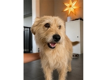 AILIN, Hund, Mischlingshund in Neumarkt