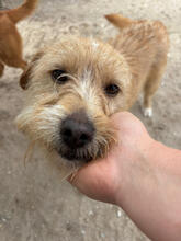 RUSTY, Hund, Mischlingshund in Portugal